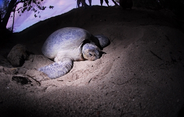 Conservation Efforts Boost Sea Turtle Population