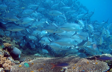 Coral Triangle Marine Protected Area System