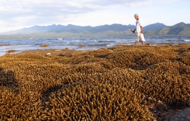 coral bleaching