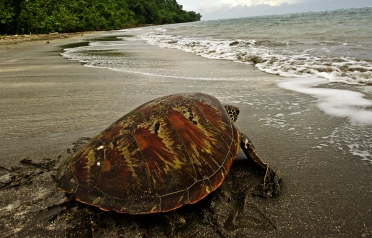 Hawksbill turtle