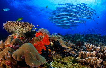 School of Fish. Photo credit: Yen Yi Lee Coral Reef Image Bank