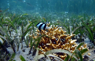 Fish swimming among carbon dioxide bubbles off the coast of PNG (Courtesy: JCU)